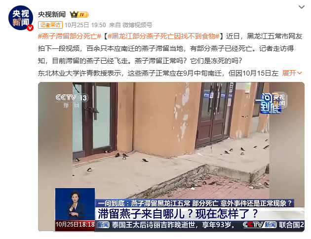 黒竜江省五常市で滞留するツバメを報じるニュース画面